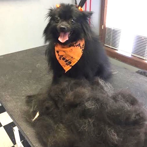 Furminator pomeranian hotsell