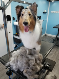 Contact Soggy Doggies Grooming