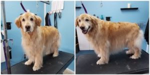 Golden Retriever, Before and After grooming pictures