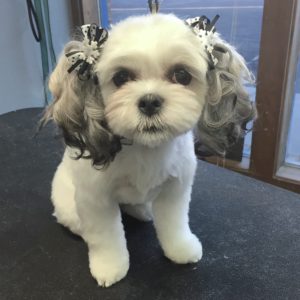 White dog, before and after grooming pictures