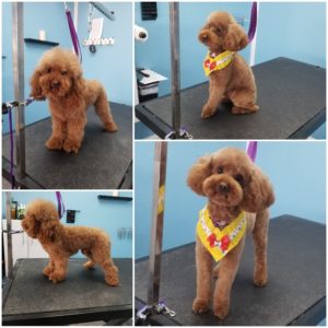 Red poodle, before and after grooming pictures